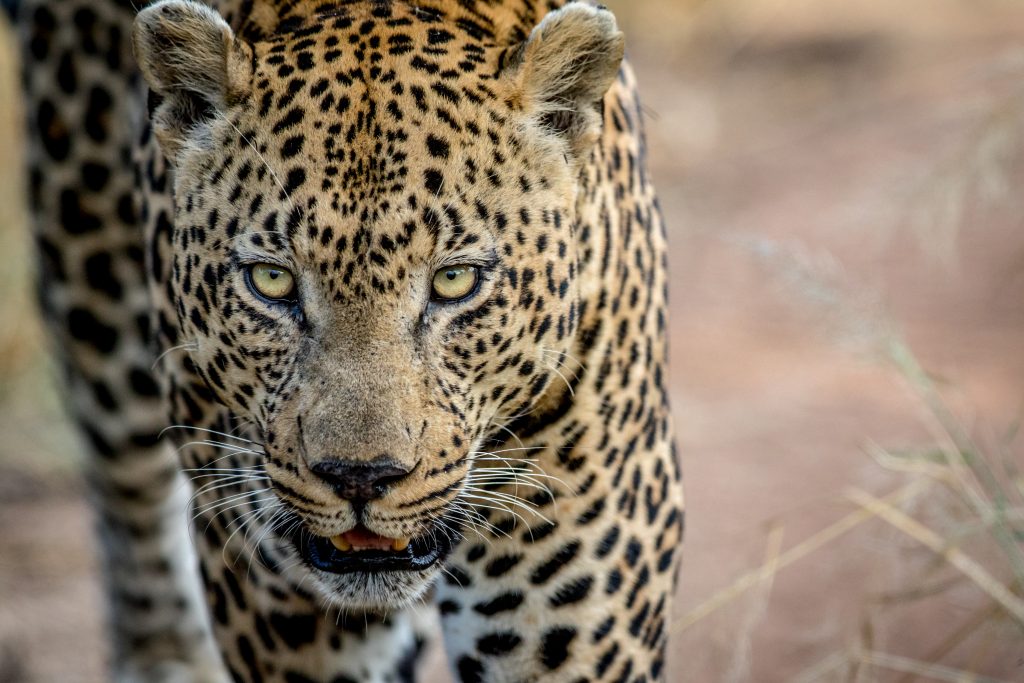 The Cape Leopard Legacy Expedition