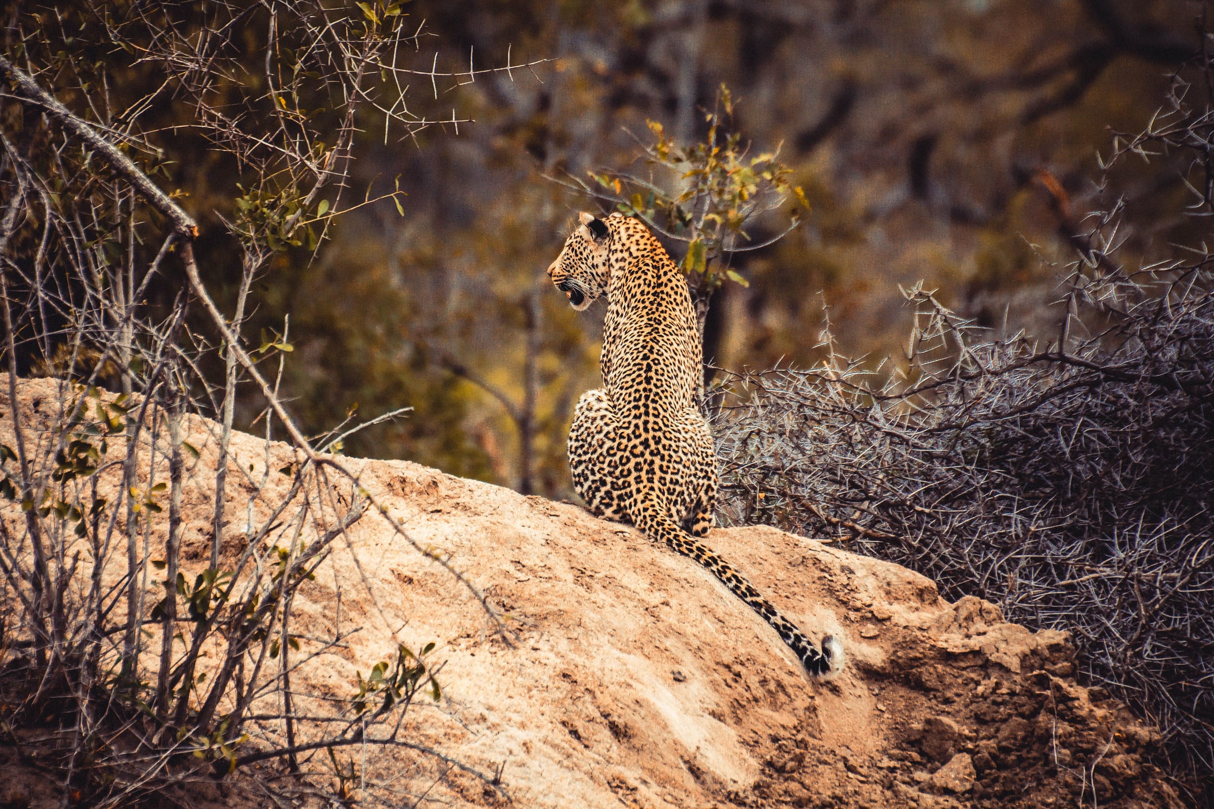 A leopard on the move in the bush at golden hour