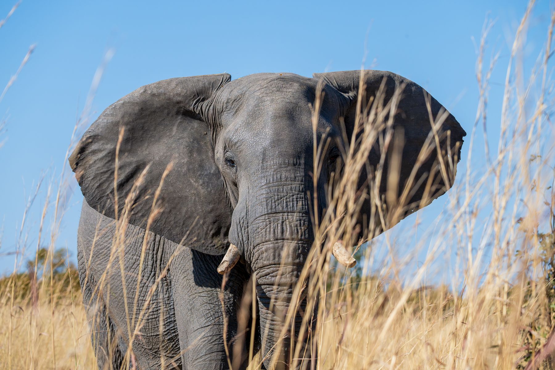 Safari Privé wildlife — photograph 11