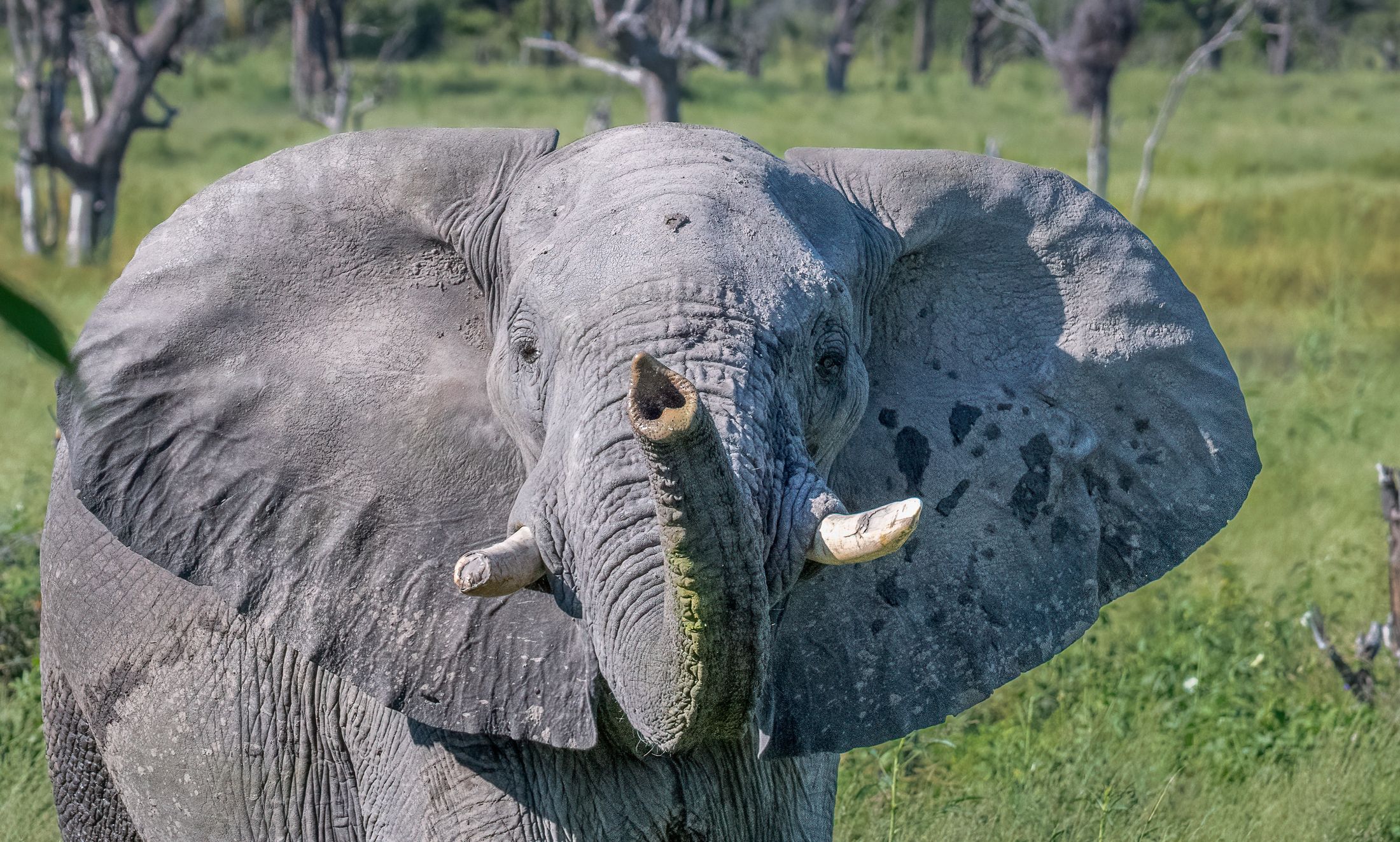 Safari Privé wildlife — photograph 12