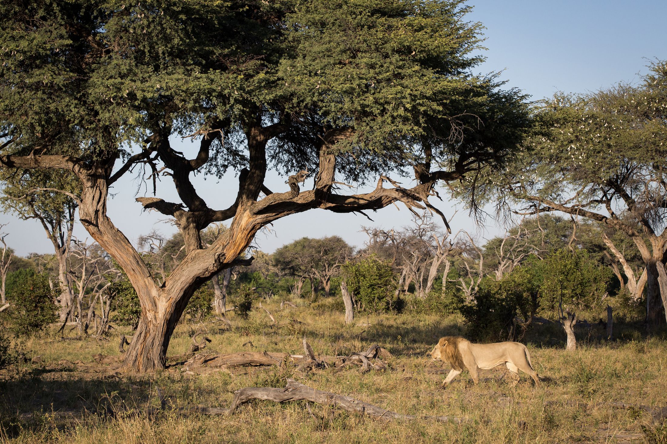Safari Privé wildlife — photograph 3