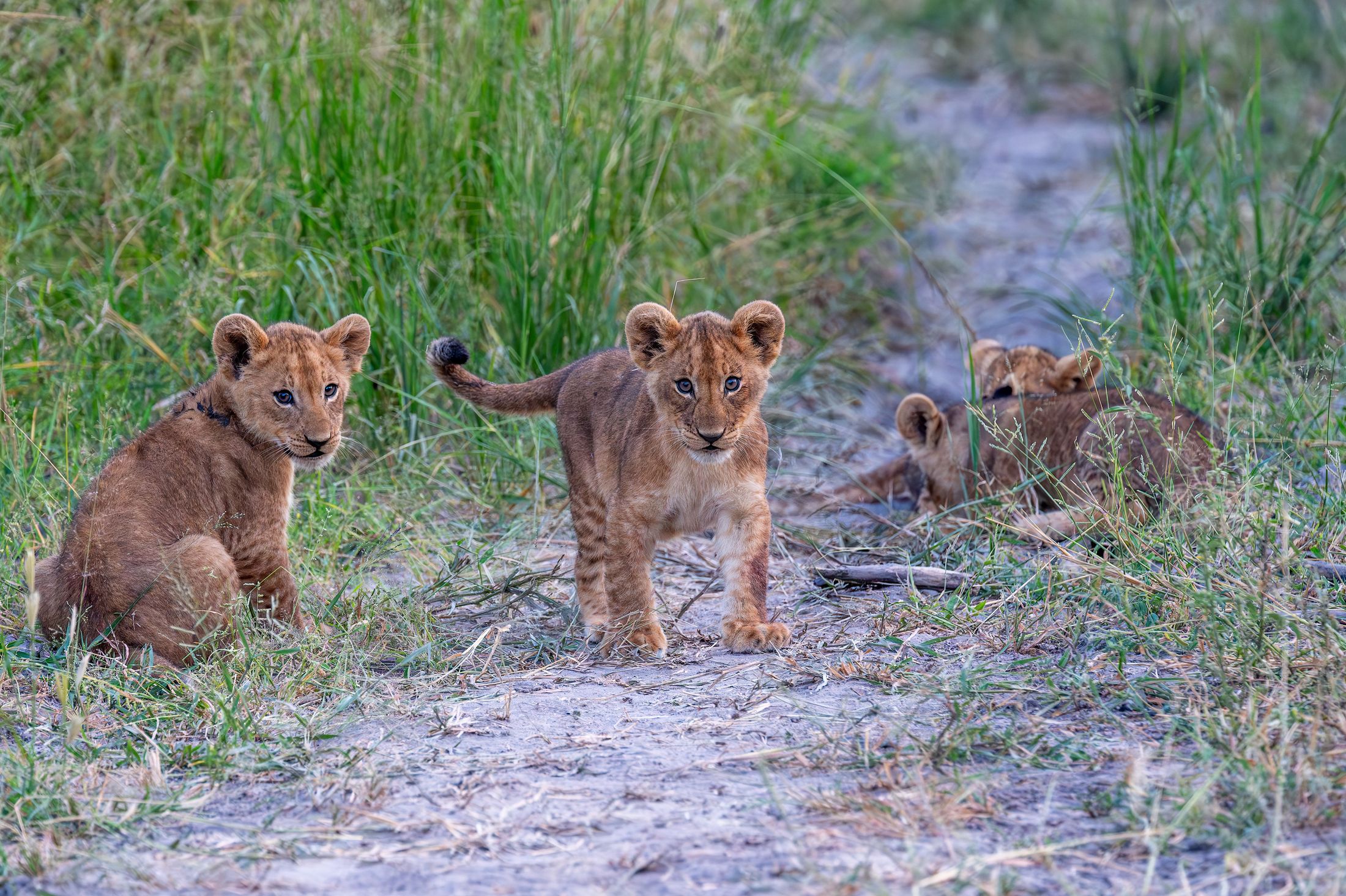 Safari Privé wildlife — photograph 5